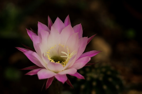揭秘6合彩波色的神秘魅力：彩票世界的幸运密码